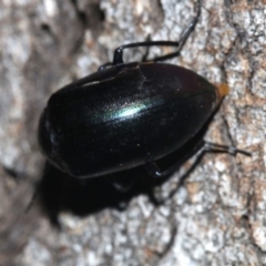 Chalcopteroides sp. (genus) at Ainslie, ACT - 19 Feb 2019 10:26 PM