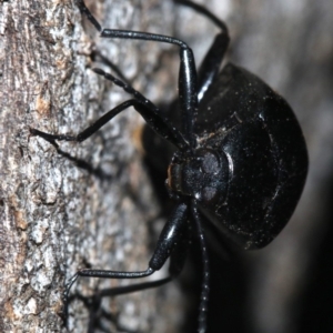 Chalcopteroides sp. (genus) at Ainslie, ACT - 19 Feb 2019 10:26 PM