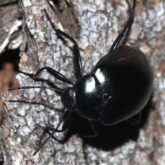 Chalcopteroides sp. (genus) at Ainslie, ACT - 19 Feb 2019 10:26 PM