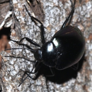 Chalcopteroides sp. (genus) at Ainslie, ACT - 19 Feb 2019 10:26 PM