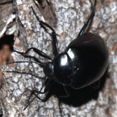 Chalcopteroides sp. (genus) at Ainslie, ACT - 19 Feb 2019