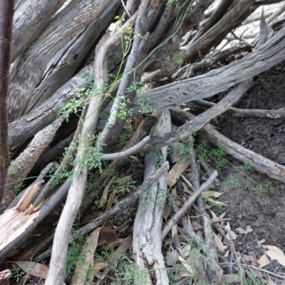 Clematis leptophylla (Small-leaf Clematis, Old Man's Beard) at Deakin, ACT - 16 Jun 2019 by JackyF