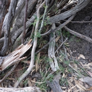 Clematis leptophylla at Deakin, ACT - 16 Jun 2019