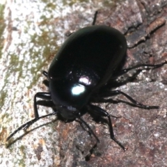 Chalcopteroides columbinus (Rainbow darkling beetle) at Ainslie, ACT - 6 Feb 2019 by jbromilow50