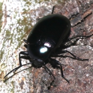 Chalcopteroides columbinus at Ainslie, ACT - 6 Feb 2019 10:46 PM