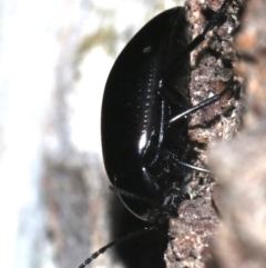 Chalcopteroides columbinus at Ainslie, ACT - 6 Feb 2019 10:46 PM