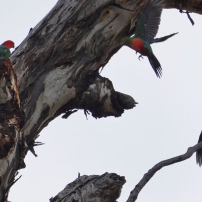 Alisterus scapularis (Australian King-Parrot) at Red Hill to Yarralumla Creek - 16 Jun 2019 by JackyF