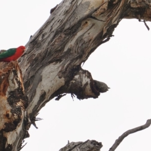 Alisterus scapularis at Hughes, ACT - 16 Jun 2019