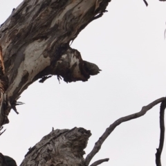 Alisterus scapularis at Hughes, ACT - 16 Jun 2019