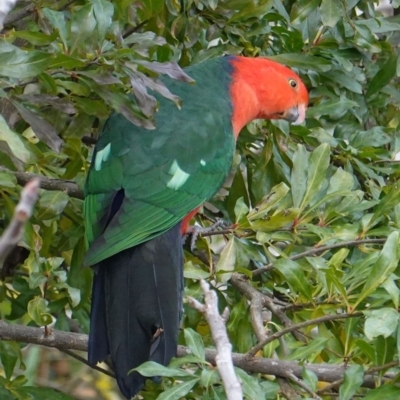 Alisterus scapularis (Australian King-Parrot) at Hughes, ACT - 16 Jun 2019 by JackyF