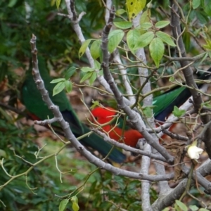 Alisterus scapularis at Hughes, ACT - 16 Jun 2019