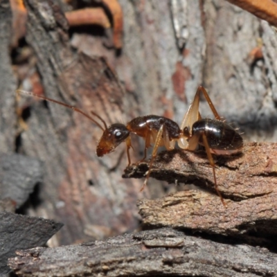 Camponotus claripes (Pale-legged sugar ant) at Acton, ACT - 18 Jun 2019 by TimL