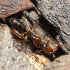 Camponotus claripes at Acton, ACT - 18 Jun 2019 01:07 PM