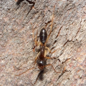 Camponotus claripes at Acton, ACT - 18 Jun 2019 01:07 PM