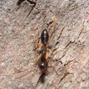 Camponotus claripes at Acton, ACT - 18 Jun 2019