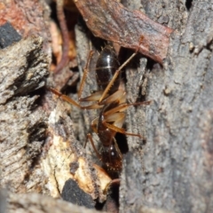 Camponotus claripes at Acton, ACT - 18 Jun 2019