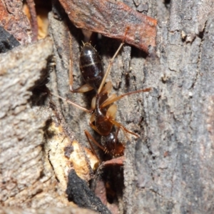 Camponotus claripes at Acton, ACT - 18 Jun 2019