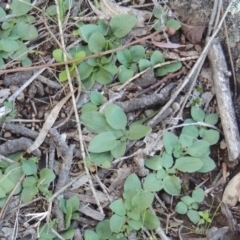 Diplodium sp. (A Greenhood) at Conder, ACT - 24 Jul 2014 by MichaelBedingfield