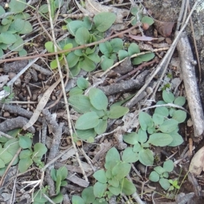 Diplodium sp. (A Greenhood) at Tuggeranong Hill - 24 Jul 2014 by michaelb