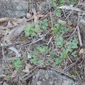 Diplodium sp. at Conder, ACT - suppressed