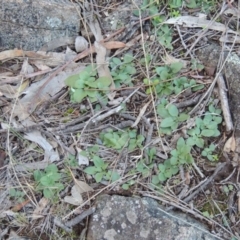 Diplodium sp. at Conder, ACT - 24 Jul 2014