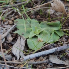 Hymenochilus sp. (A Greenhood Orchid) at Tuggeranong Hill - 24 Jul 2014 by michaelb