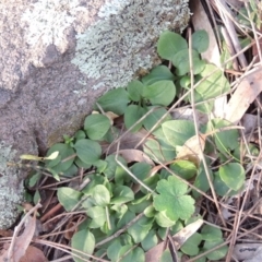 Diplodium sp. (A Greenhood) at Tuggeranong Hill - 27 Jul 2014 by michaelb