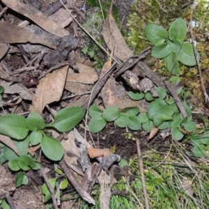 Diplodium sp. at Conder, ACT - 27 Jul 2014