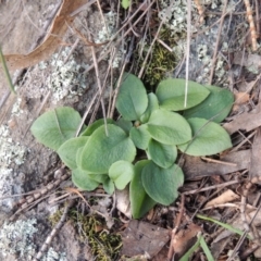 Diplodium sp. (A Greenhood) at Rob Roy Range - 21 Aug 2014 by michaelb