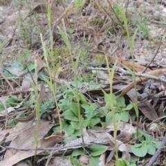 Diplodium sp. (A Greenhood) at Conder, ACT - 30 Jul 2014 by MichaelBedingfield