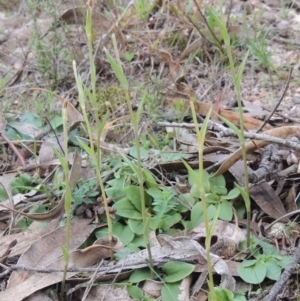 Diplodium sp. at Conder, ACT - suppressed