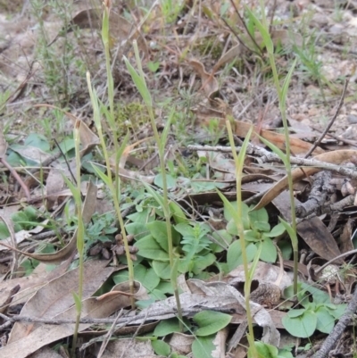 Diplodium sp. (A Greenhood) at Conder, ACT - 30 Jul 2014 by michaelb