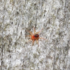 Anystidae (family) (Unidentified anystid mite) at ANBG - 18 Jun 2019 by TimL