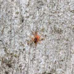 Anystidae (family) at Hackett, ACT - 18 Jun 2019 12:48 PM