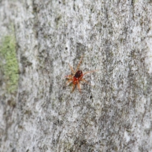 Anystidae (family) at Hackett, ACT - 18 Jun 2019 12:48 PM