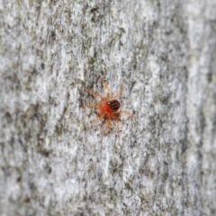 Anystidae (family) at Hackett, ACT - 18 Jun 2019 12:48 PM