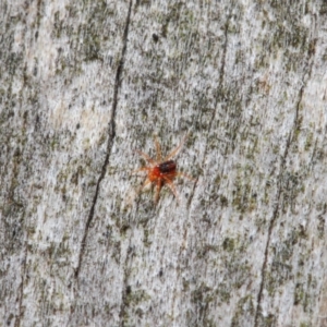 Anystidae (family) at Hackett, ACT - 18 Jun 2019 12:48 PM