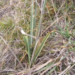 Dianella sp. aff. longifolia (Benambra) (Pale Flax Lily, Blue Flax Lily) at University of Canberra - 18 Jun 2019 by MichaelMulvaney