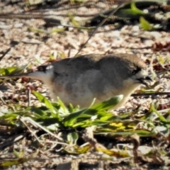 Aphelocephala leucopsis (Southern Whiteface) at Paddys River, ACT - 19 Jun 2019 by JohnBundock