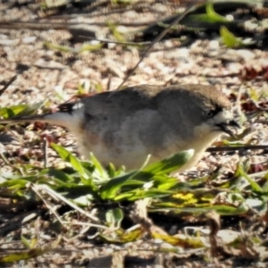 Aphelocephala leucopsis at Paddys River, ACT - 19 Jun 2019 11:04 AM