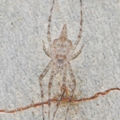 Tamopsis sp. (genus) (Two-tailed spider) at ANBG - 18 Jun 2019 by TimL