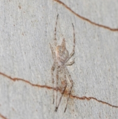 Tamopsis sp. (genus) at Hackett, ACT - 18 Jun 2019