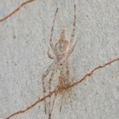 Tamopsis sp. (genus) at Hackett, ACT - 18 Jun 2019