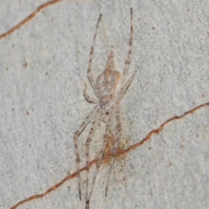 Tamopsis sp. (genus) at Hackett, ACT - 18 Jun 2019