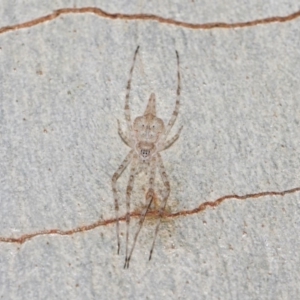 Tamopsis sp. (genus) at Hackett, ACT - 18 Jun 2019