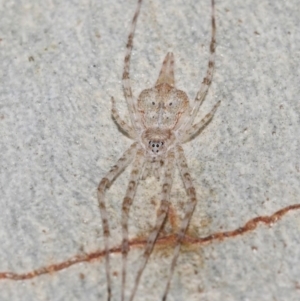 Tamopsis sp. (genus) at Hackett, ACT - 18 Jun 2019