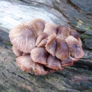 Mycena sp. at Paddys River, ACT - 19 Jun 2019 10:18 AM