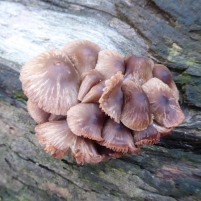 Mycena sp. (genus) (Mycena) at Paddys River, ACT - 19 Jun 2019 by Christine