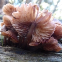 Mycena sp. at Paddys River, ACT - 19 Jun 2019