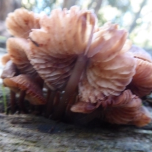 Mycena sp. at Paddys River, ACT - 19 Jun 2019 10:18 AM